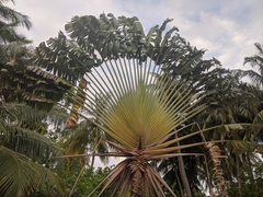 Ravenala madagascariensis