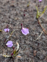 Utricularia lateriflora