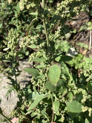 Chenopodium