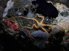 Macrophiothrix