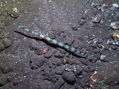 Fistularia commersonii