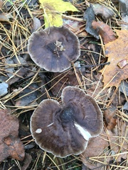 Pluteus