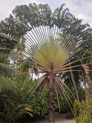 Ravenala madagascariensis