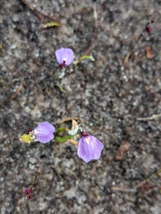 Utricularia lateriflora