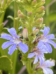 Scaevola crassifolia