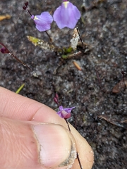 Utricularia lateriflora