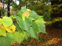 Tilia mongolica