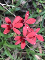 Freesia laxa