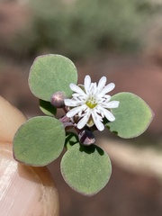 Drymaria holosteoides