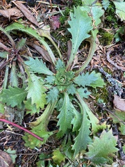 Micranthes petiolaris