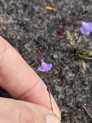 Utricularia lateriflora