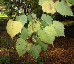 Tilia mongolica