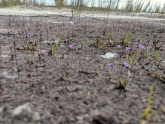 Utricularia lateriflora