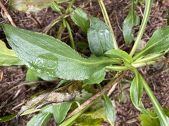 Solidago arguta