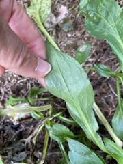 Solidago arguta