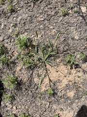 Chloris virgata