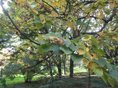 Tilia mongolica