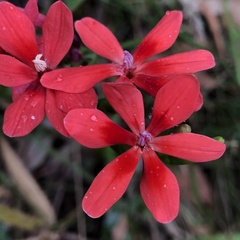 Freesia laxa