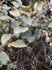 Crataegus douglasii