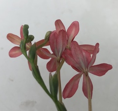 Freesia laxa