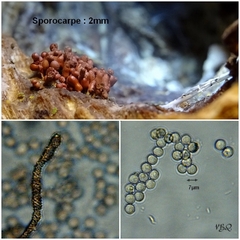 Arcyria stipata