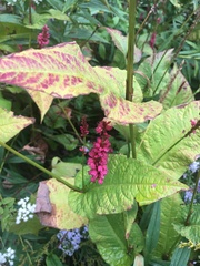 Persicaria orientalis