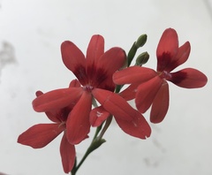 Freesia laxa