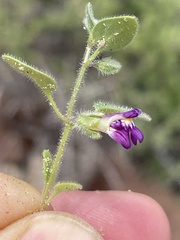 Pseudorontium cyathiferum