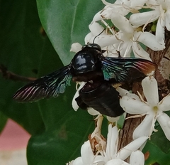 Xylocopa latipes