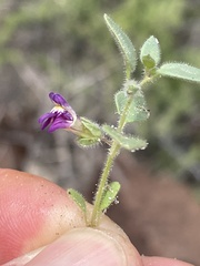 Pseudorontium cyathiferum