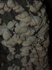 Trichaptum biforme