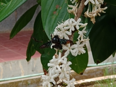Xylocopa latipes