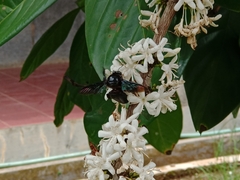 Xylocopa latipes