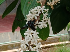 Xylocopa latipes