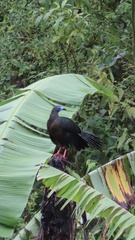 Chamaepetes goudotii