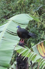 Chamaepetes goudotii