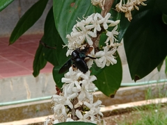 Xylocopa latipes