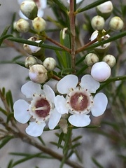 Chamelaucium uncinatum