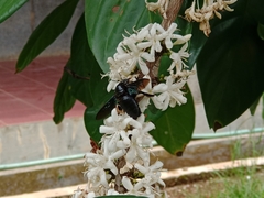 Xylocopa latipes