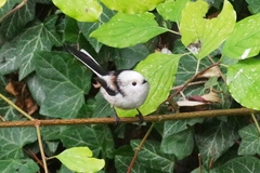 Aegithalos caudatus caudatus