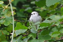 Aegithalos caudatus caudatus