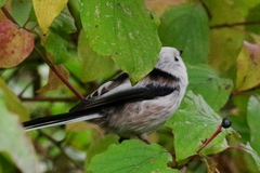 Aegithalos caudatus caudatus