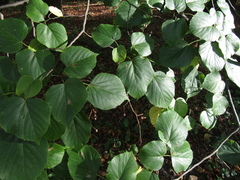Tilia euchlora