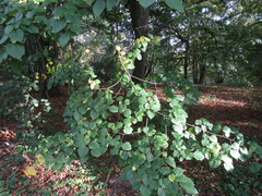 Tilia euchlora