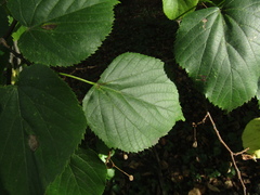 Tilia euchlora