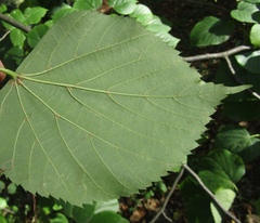 Tilia euchlora