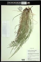 Carex oligocarpa