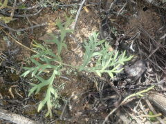 Pelargonium pillansii