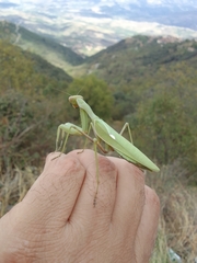 Sphodromantis viridis