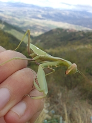 Sphodromantis viridis
